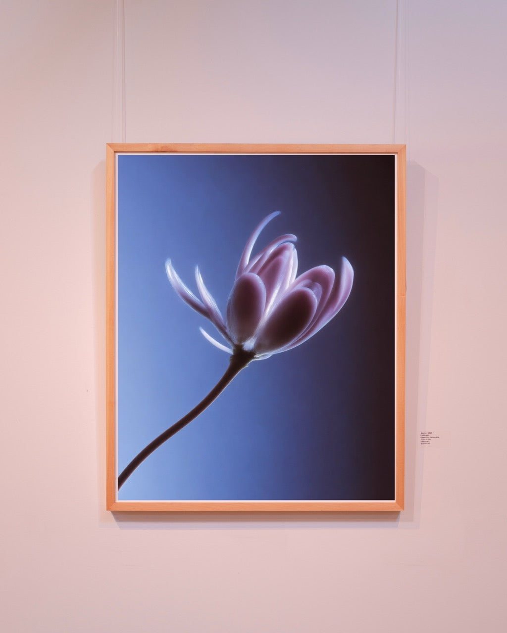 Élyra//
