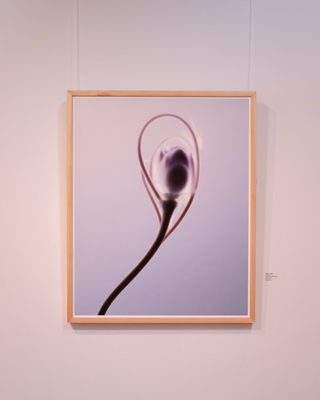 Aurève//